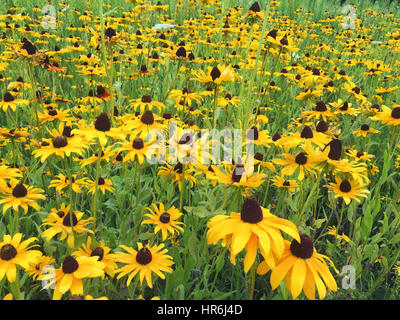 Di colore giallo brillante campo di black-eyed Susans Foto Stock