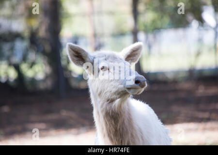 In prossimità di una femmina bianca elk in cattività Foto Stock