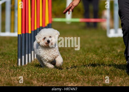 Bichon à poil frisé facendo lo slalom nel cane prova di agilità Foto Stock