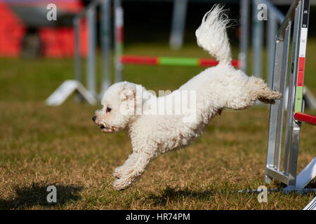 Bichon à poil frisé facendo agility jumping Foto Stock