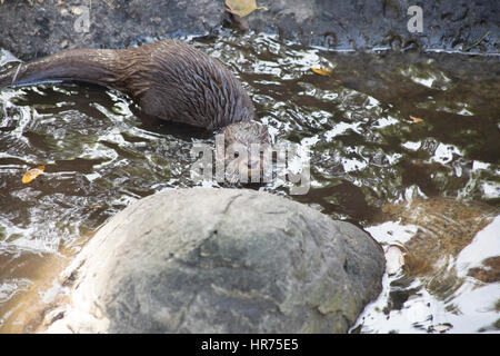 Lontra nuotare nei pressi di una roccia in un fiume poco profondo Foto Stock