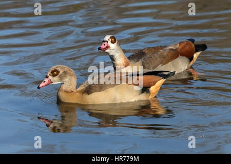 Gees egiziano nuoto, oca egiziana (Alopochen aegyptiacus) è un membro dell'anatra, oca, e Swan family Foto Stock