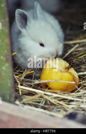 Bella, coniglio bianco mangiare apple. Foto Stock