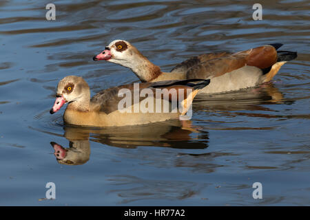 Gees egiziano nuoto, oca egiziana (Alopochen aegyptiacus) è un membro dell'anatra, oca, e Swan family Foto Stock