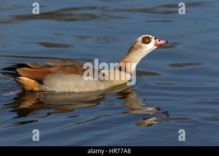 Goos egiziano nuoto, oca egiziana (Alopochen aegyptiacus) è un membro dell'anatra, oca, e Swan family Foto Stock