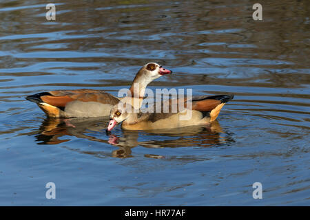 Gees egiziano nuoto, oca egiziana (Alopochen aegyptiacus) è un membro dell'anatra, oca, e Swan family Foto Stock