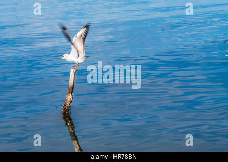 Seagull atterraggio su di un post nel mare,riflessione. denizde kaziga konan marti Foto Stock