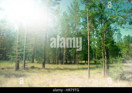 Riempito con il sole del sud della foresta di pini. estate verde quartiere di bosco Foto Stock