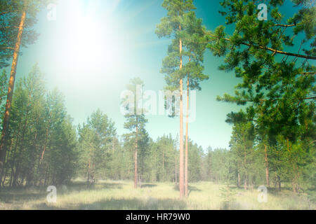 Riempito con il sole del sud della foresta di pini. estate verde quartiere di bosco Foto Stock