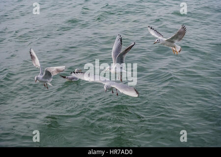 I gabbiani sorvolano il mare Foto Stock