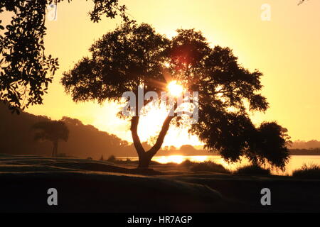 Sunrise su un campo da golf sul Kiawah Island, nella Carolina del Sud. Il sole crea uno squarcio attraverso i rami di un Live Oak tree. Foto Stock