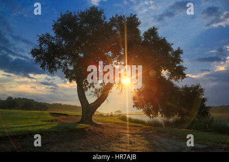 Alba sul Kiawah Island Club del corso del fiume campo da golf attraverso un bellissimo Live Oak tree. La luce del sole che forma una raggiera di rami di alberi. Foto Stock