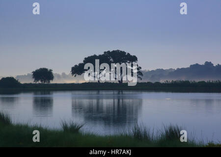 Due Lecci si stagliano contro un calmante blu cielo con la luce del mattino su Kiawah Island, nella Carolina del Sud. Bass stagno è in primo piano. Foto Stock