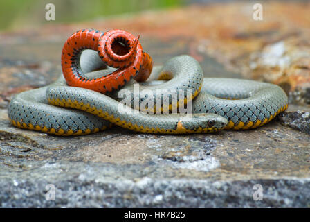 Regal anello serpente a collo alto e difensiva di coda di visualizzazione di bobinatura Foto Stock