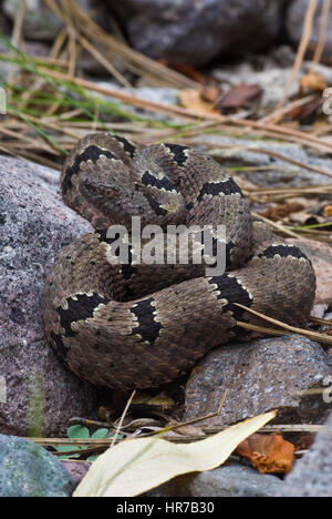 Femmina Rock nastrati Rattlesnake, Gila Wilderness, Nuovo Messico, Stati Uniti d'America. Foto Stock