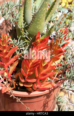 Crassula Capitella Campfire succulente Foto Stock