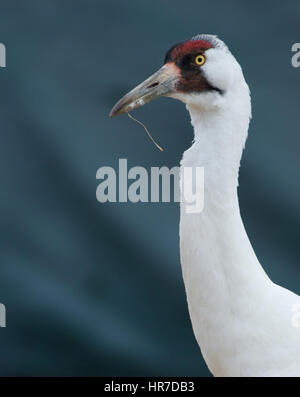 In pericolo critico convulsa, gru Grus americana, ritratto con sfondo scuro Foto Stock