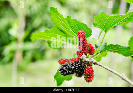 Black mature e rosso gelsi immaturo sul ramo in giardino di gelso. Foto Stock