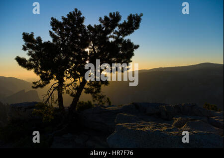 Un Jeffrey pine, Pinus jeffreyi, si stagliano dal tramonto su Yosemite National Park, California, Stati Uniti d'America come visto dal Sentinel Dome. Foto Stock