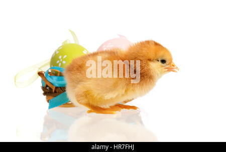 Bellissimo pollo in nido con le uova di Pasqua, isolato su sfondo bianco Foto Stock