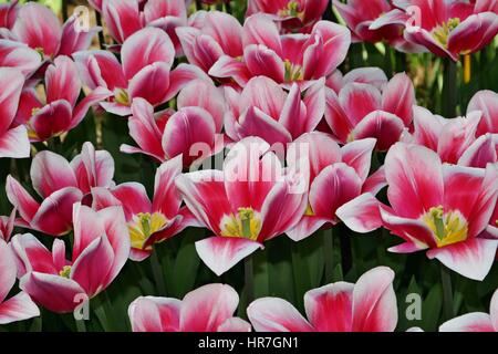 Rosa e Bianco Blooming trionfo tulipani 'Dream mondo', Parco Keukenhof, Olanda Foto Stock