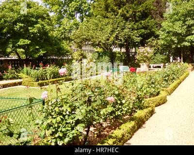 Le Rose in fiore nel giardino di lato della Mairie de Paris, l'Hôtel de Ville, il municipio di Parigi, Francia. Foto Stock