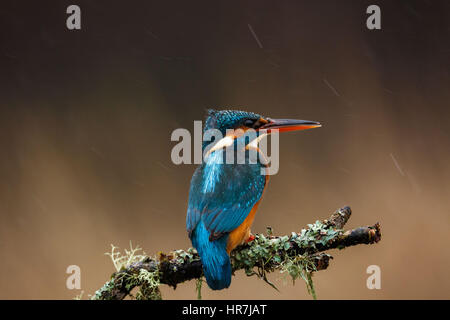 Kingfisher sotto la pioggia Foto Stock