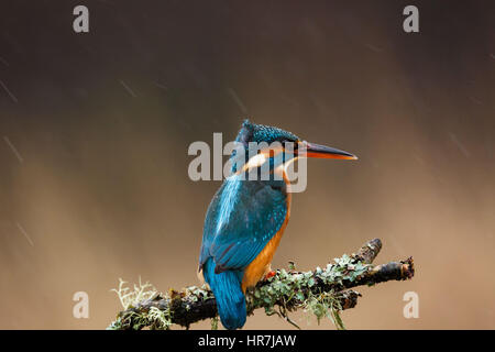 Kingfisher sotto la pioggia Foto Stock