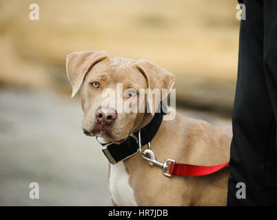 L'American Pit Bull Terrier Foto Stock
