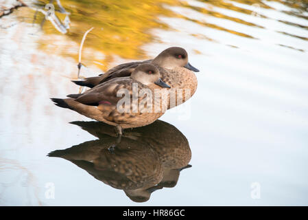 Due femmina chestnut teal anatre in acqua poco profonda in un zoo in Inghilterra, Regno Unito Foto Stock