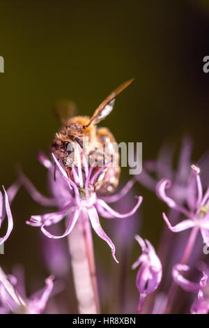 Bee nettare di raccolta su viola allume aglio fiore. macro close-up. il fuoco selettivo shot con DOF poco profondo Foto Stock