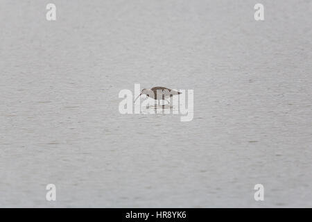 Uno occidentale (curlew Numenius arquata) durante il foraggio in un lago Foto Stock