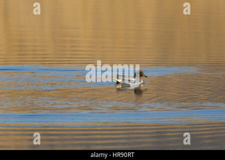 Comune maschio teal (Anas crecca) nuoto in golden luce della sera Foto Stock