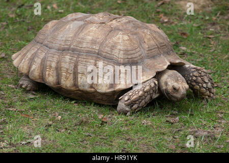 African spronato tartaruga (Centrochelys sulcata), noto anche come la tartaruga sulcata. Foto Stock