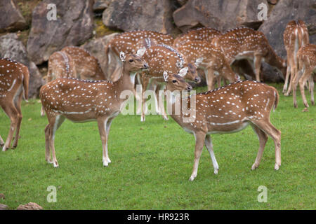 Chital (asse asse), noto anche come il cervo maculato o asse di cervo. Foto Stock