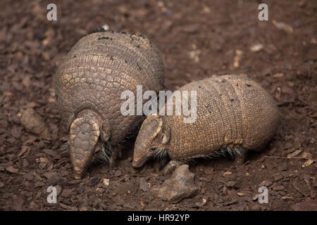 Sud della tre-nastrare armadillo (Tolypeutes matacus), noto anche come La Plata tre-nastrare armadillo. Foto Stock