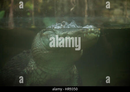 Il coccodrillo americano (Alligator mississippiensis). La fauna animale. Foto Stock