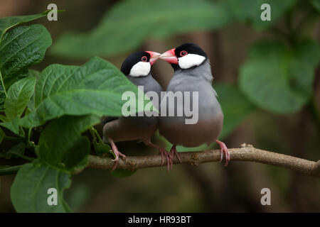 Java sparrow (Lonchura oryzivora), noto anche come il fringuello Java o Java riso sparrow. Foto Stock