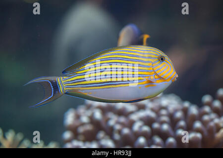 Blu surgeonfish nastrati (Acanthurus lineatus), noto anche come la zebra surgeonfish. Foto Stock