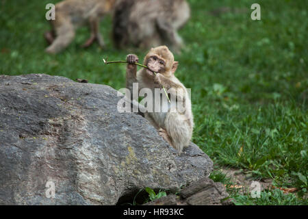 Barbary macaque (Macaca sylvanus), noto anche come il verme. Foto Stock