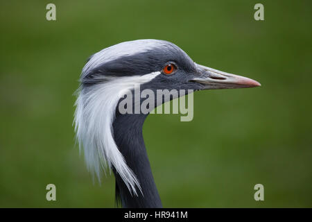 Demoiselle gru (Anthropoides virgo). La fauna animale. Foto Stock