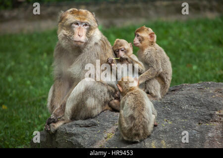 Barbary macaque (Macaca sylvanus), noto anche come il verme. Foto Stock