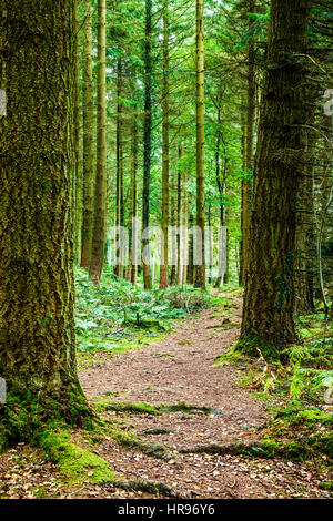 Percorso del bosco attraverso la Foresta di Dean nel Gloucestershire. Foto Stock