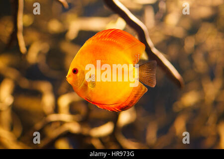 Bel rosso discus nuotare in un acquario Foto Stock