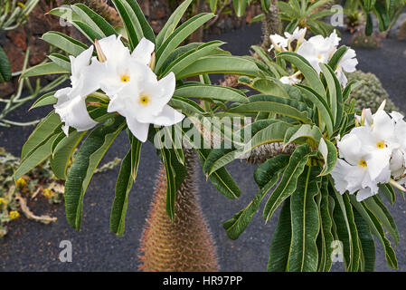 Pachypodium Lamerei Foto Stock