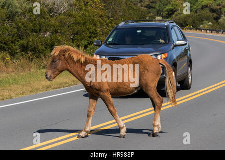 Assateague Pony (Equus caballus) colt attraversando la strada in Assateague Island National Seashore, MD, Stati Uniti d'America Foto Stock