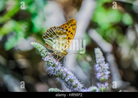 Farfalla arancione godendo il sole sulla pianta verde Foto Stock