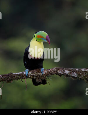 Chiglia fatturati Toucan appollaiato su un ramo Foto Stock