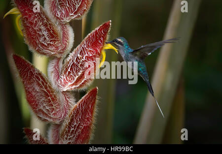 Femmina eremita verde in volo di mangiare il nettare da un fiore Heliconia Foto Stock