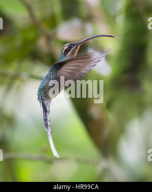 Eremita verde femmina Hummingbird in volo sospeso in aria Foto Stock